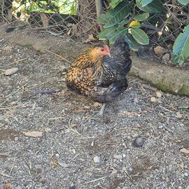 Gallina ornamentale chioccia