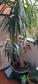Yucca gigantea