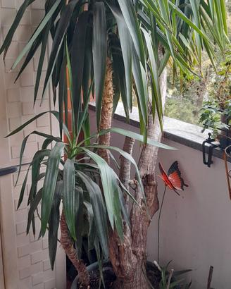 Yucca gigantea