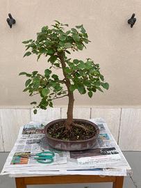 Bonsai di gelso