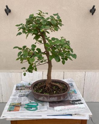 Bonsai di gelso