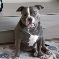 American bully pocket - monta