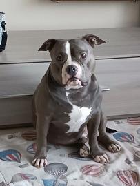 American bully pocket - monta