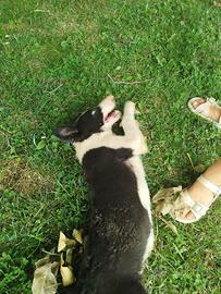 Cuccioli border collie