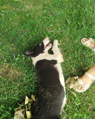Cuccioli border collie