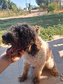 Lagotto romagnolo femmina
