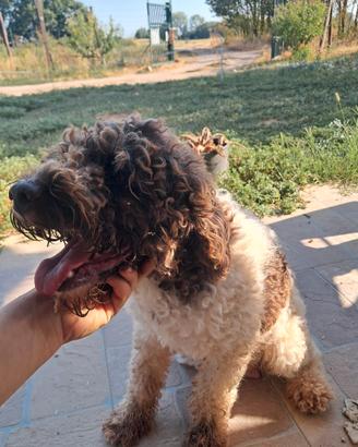 Lagotto romagnolo femmina
