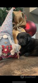 CUCCIOLI LABRADOR NERI PER NATALE
