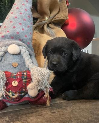 CUCCIOLI LABRADOR NERI PER NATALE
