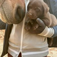 Cuccioli labrador cioccolato