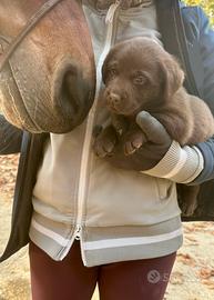 Cuccioli labrador cioccolato