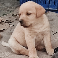 Cuccioli labrador