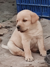 Cuccioli labrador