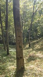 Piante di noce nazionale 