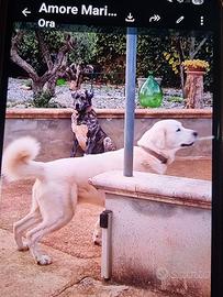 Splendida cucciolata di pastore del asia