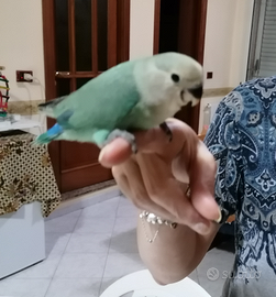 Inseparabili, compagnia affettuosa, gioiosa