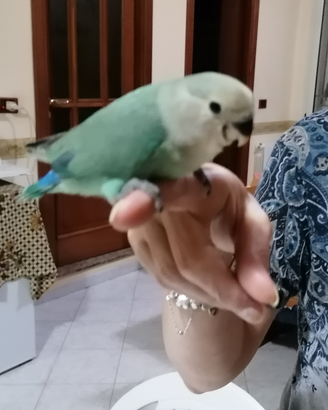 Inseparabili, compagnia affettuosa, gioiosa