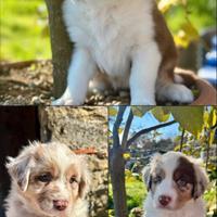 Cuccioli Pastore Australiano RED MERLE