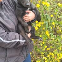 Olivia,sono Oro Nero