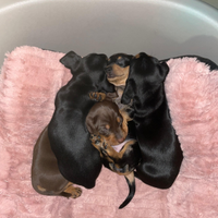 Cuccioli di bassotto