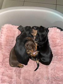 Cuccioli di bassotto