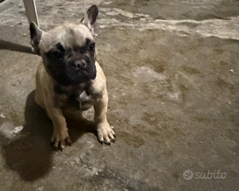 Bul dog francese
