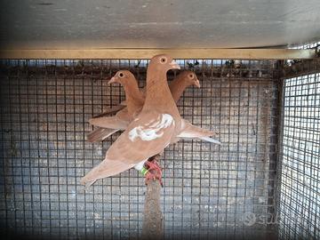 Meulemans viaggiatori gialli