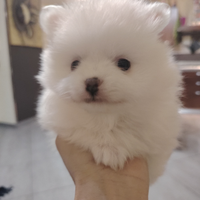 Volpino di pomerania bianco