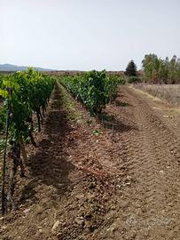 Terreno Agricolo - Serdiana