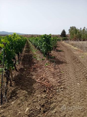 Terreno Agricolo - Serdiana