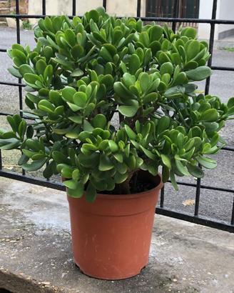Crassula Ovata in vaso