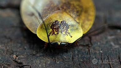 blatte di porcellana, Gyna spp.
