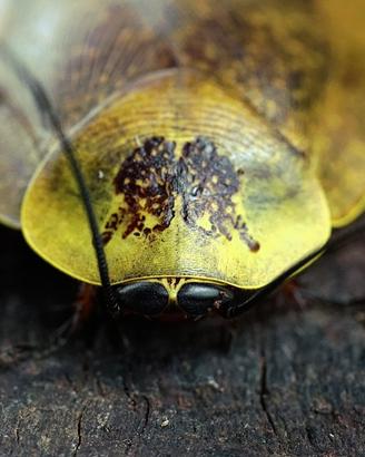 blatte di porcellana, Gyna spp.