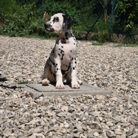 Dalmata con pedigree