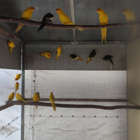 Kakariki