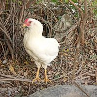 Galletti auracani