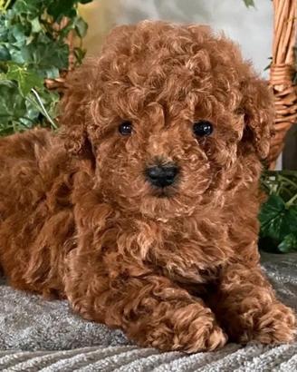 Cuccioli barboncini Toy MiniToy nano ampia scelta