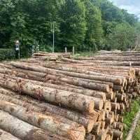 Pali di castagno per agricoltura e recinzioni