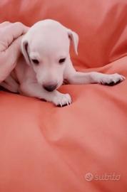 Piccolo Levriero Italiano "simil" disponibile