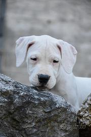 Splendidi cuccioli di dogo argentino