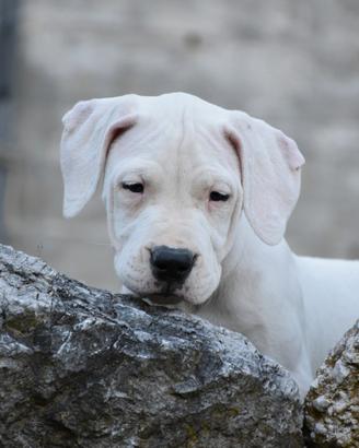 Splendidi cuccioli di dogo argentino