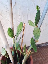 Vaso di cactus con polloni