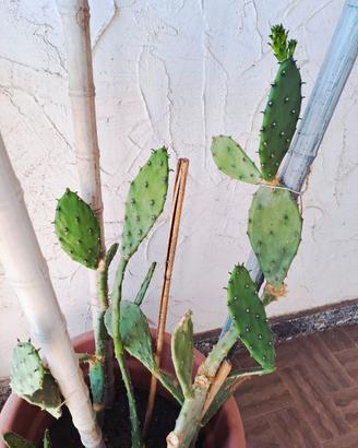 Vaso di cactus con polloni
