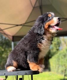 Bovaro del bernese