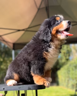 Bovaro del bernese