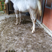 Cavalla per passeggiate