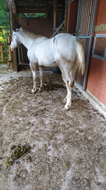 Cavalla per passeggiate