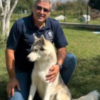 Siberian Husky Riproduttore Selezionato per Monta