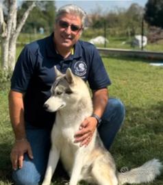 Siberian Husky Riproduttore Selezionato per Monta