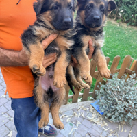 Cuccioli pastore tedesco
